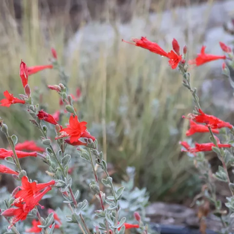 Flowering native California plant with silver leaves