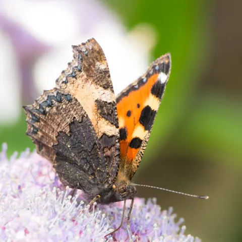 Butterfly pollinating flower 