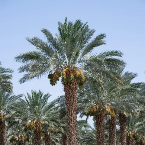 Field shot of tropical trees with a single trunk, large green feathery leaves, no branches, and bunches of round green fruit near leaves.