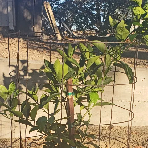 Young orange tree protected by goat fence barrier. Michelle McNeill