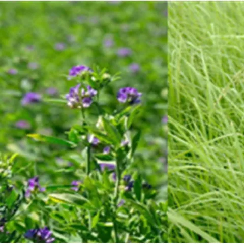 A side-by-side comparison of two agricultural fields, with vibrant green alfalfa growing on the left and a dense forage crop on the right