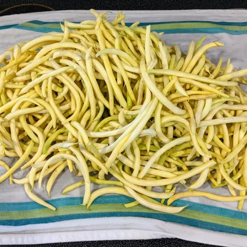 Borsalino wax beans on a dish cloth