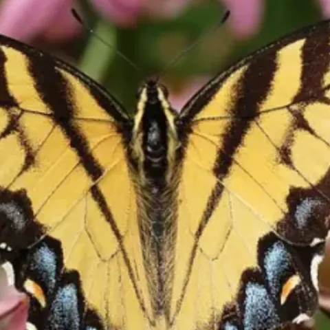 tiger swallow tail butterfly on a pink flower