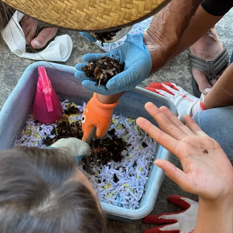 Composting bin of red wriggler worms with 3-4 hands holding worms or compost