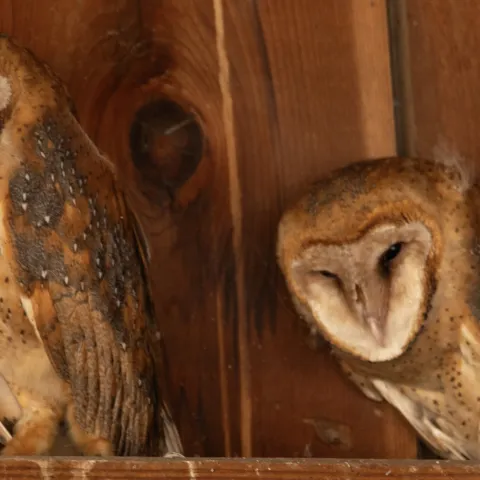 Barn owls perched in a barn