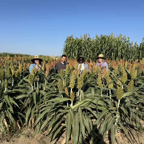 Four people standing in a sorghum field