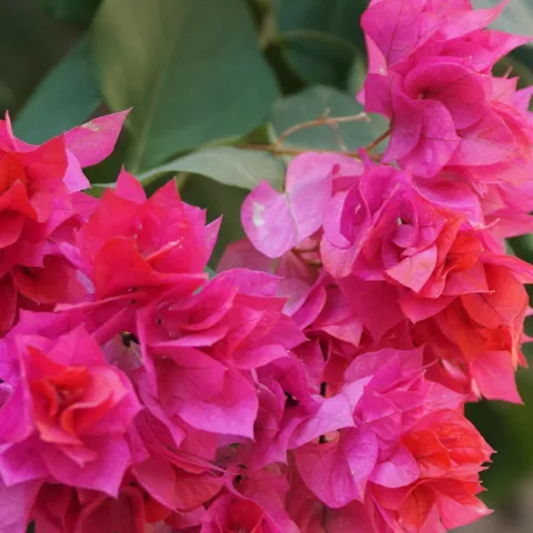 Pink bougainvillea