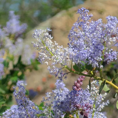 Violet-colored ceanothus