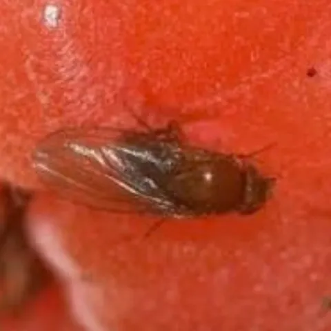 Fruit fly on a raspberry