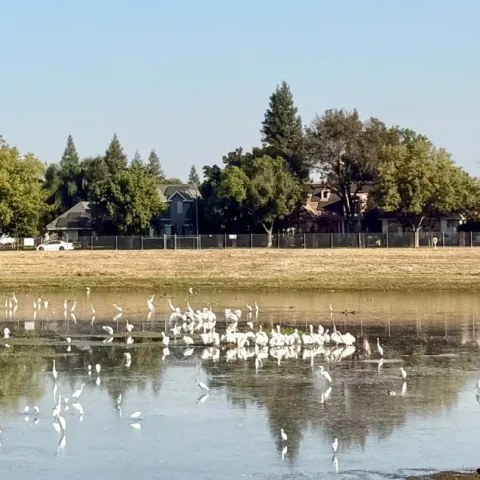 Street trees along a ponding basin