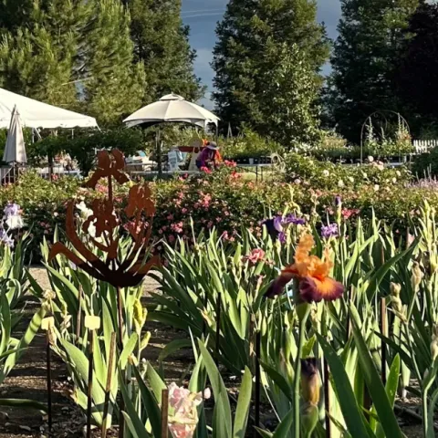 Field of irises