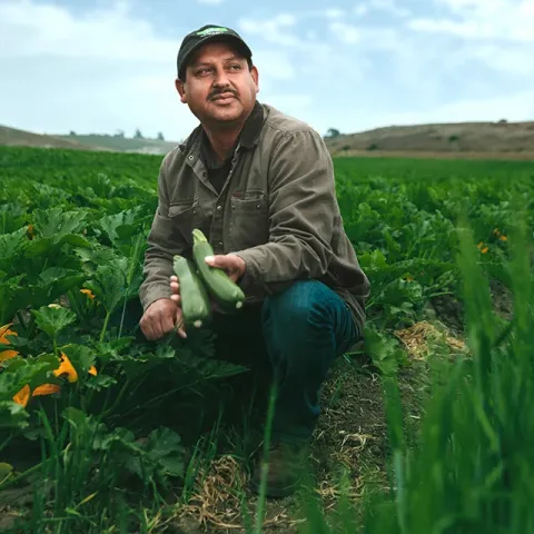Man holds 2 zucchinis while squatting in a crop field