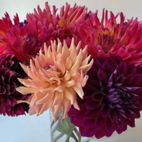 bouquet of pink purple and magenta dahlias in a vase