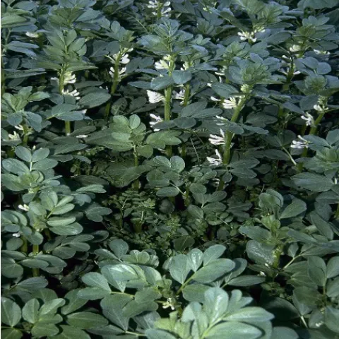 several broad bean plants in flower
