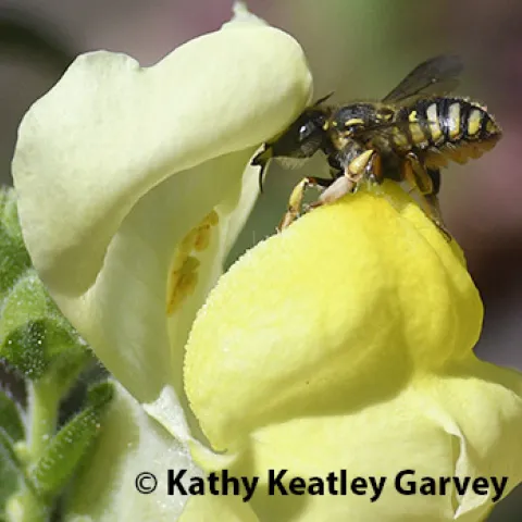 European wool carder bee about to enter a snapdragon blossom. (Photo by Kathy Keatley Garvey)