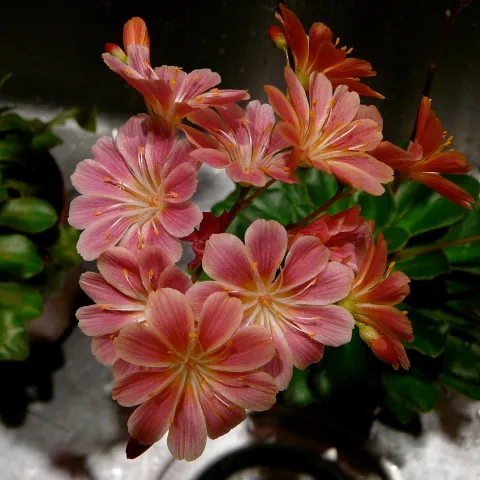 coral colored blossoms of the Lewisia plant