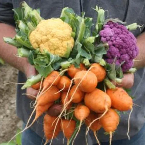 fall-winter veggies showing carrot, cauliflower 