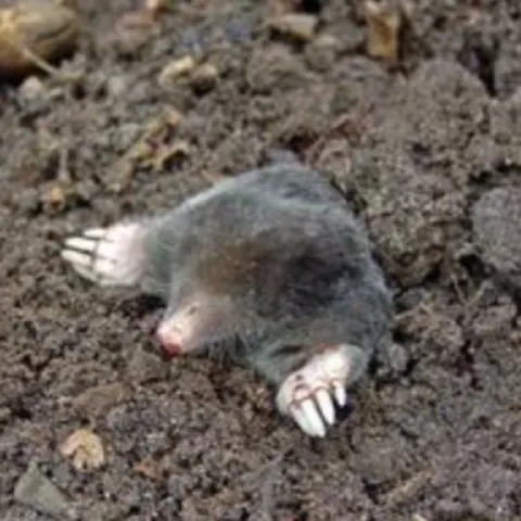 mole sticking its head and arms out of a hole in soil
