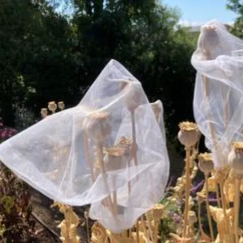 net bags covering poppy seed pods to prevent seeds from blowing away in the wind