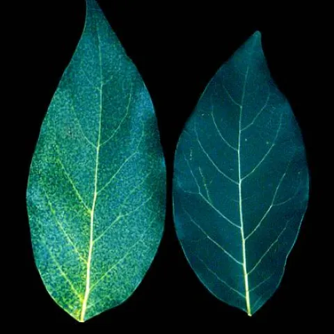 nitrogen deficient leaves