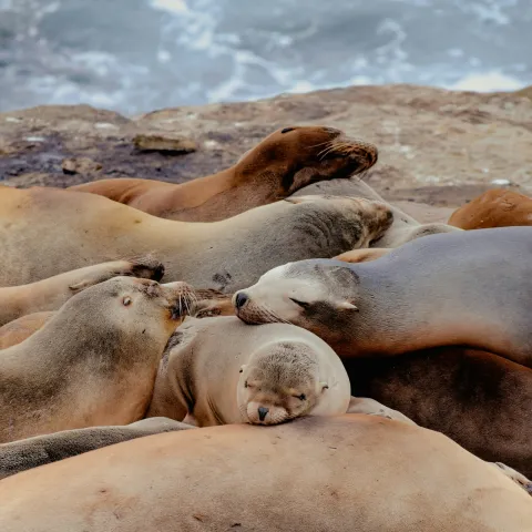 Sea lions rest together at a cove in La Jolla, California