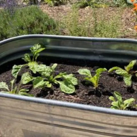 seedlings planted in a tin trough being used as a garden bed