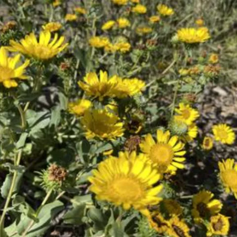 yellow flowers of the San Francisco gum plant