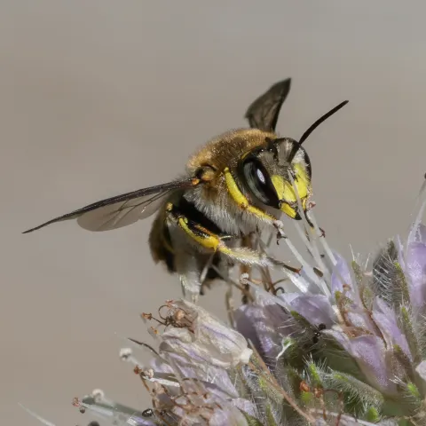 A wool carder bee. Michelle Graydon