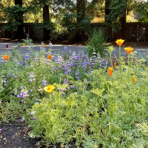 Early Spring blooms of collinsia, poppies, and lumpinus growing from seed directly sown in the Fall. MIchelle Graydon