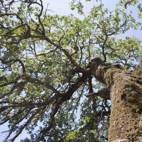 View looking up into canopy of oak tree at Hopland REC