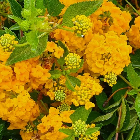 Yellow lantana