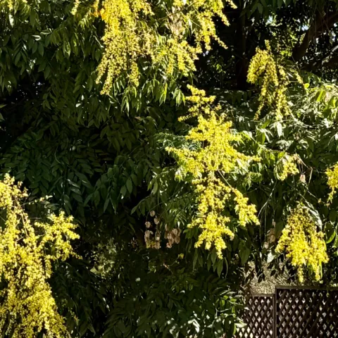 Goldenrain tree