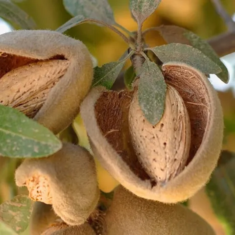 Mature almonds on a tree