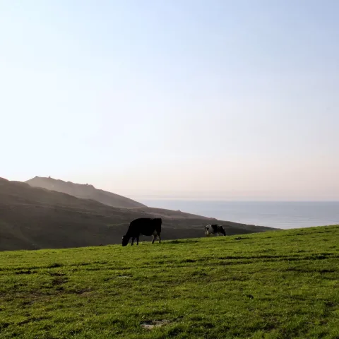 Cattle graze on a hillside overlooking the ocean