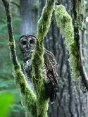 spotedowl.jpg