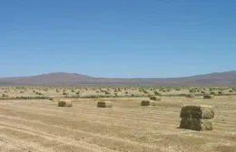 Triticale Harvest in Standish