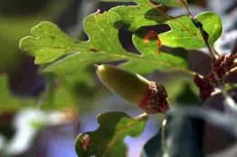 Quercus lobata: Valley Oak, Roble