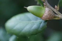 Quercus agrifolia: Coast Live Oak