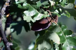 Quercus garryana: Oregon White Oak