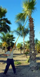 Jim pruning palm