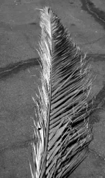 Figure 1b Fussarium Wilt