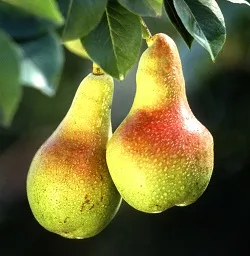 Pears