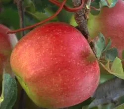 Organic Apple Fruit