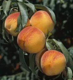 Peach Fruit