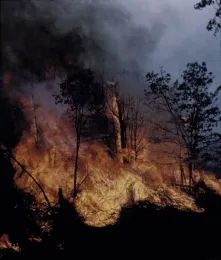 Head of a widland fire.
