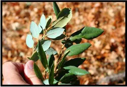 Canyon Live Oak (Quercus chrysolepis)