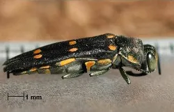 Profile view of a GSOB adult.