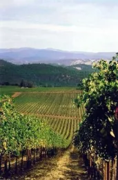 Lake County Vineyard 3