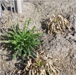 GR horseweed in vineyard
