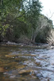 Oak Woodlands and Water Quality